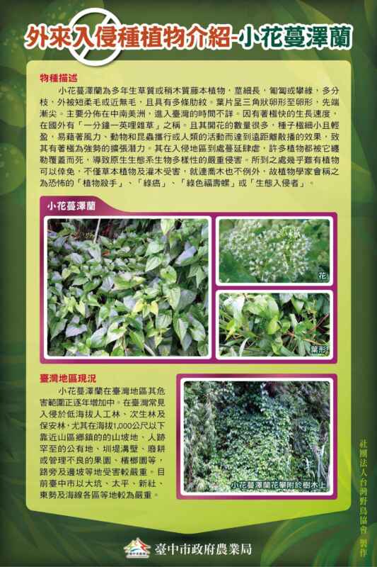 ▲小花蔓澤蘭是具高度侵略性的外來種藤本植物，被稱為「綠色殺手」，生長迅速，會覆蓋本地植物，阻礙陽光，最終導致樹木和其他植物枯死，嚴重影響森林生態及農地作物。（台中市政府農業局提供）