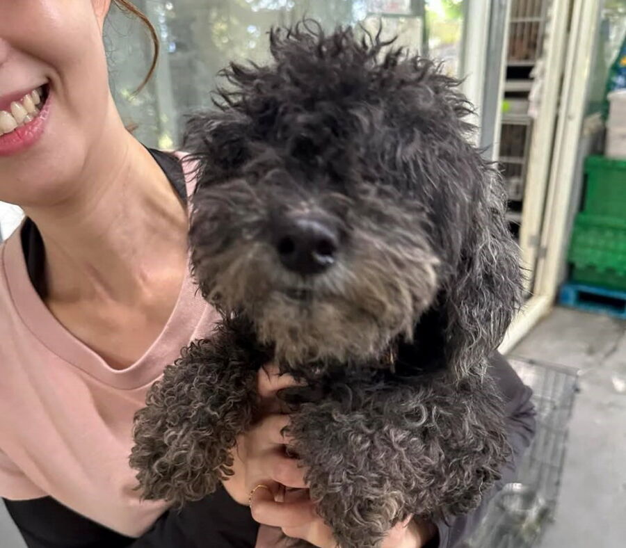 圖／小黑貴賓犬相當親人的可把牠當孩子養。（新北市政府動保處提供）