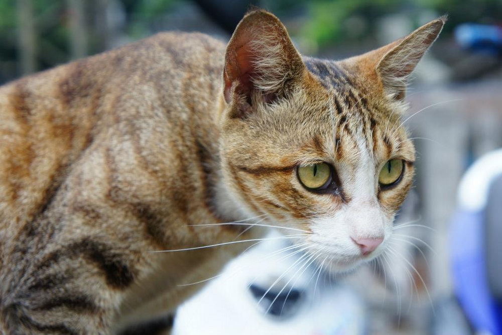 鄰貓侵門踏戶「毆打」家貓　飼主救援受傷求償敗訴確定 199