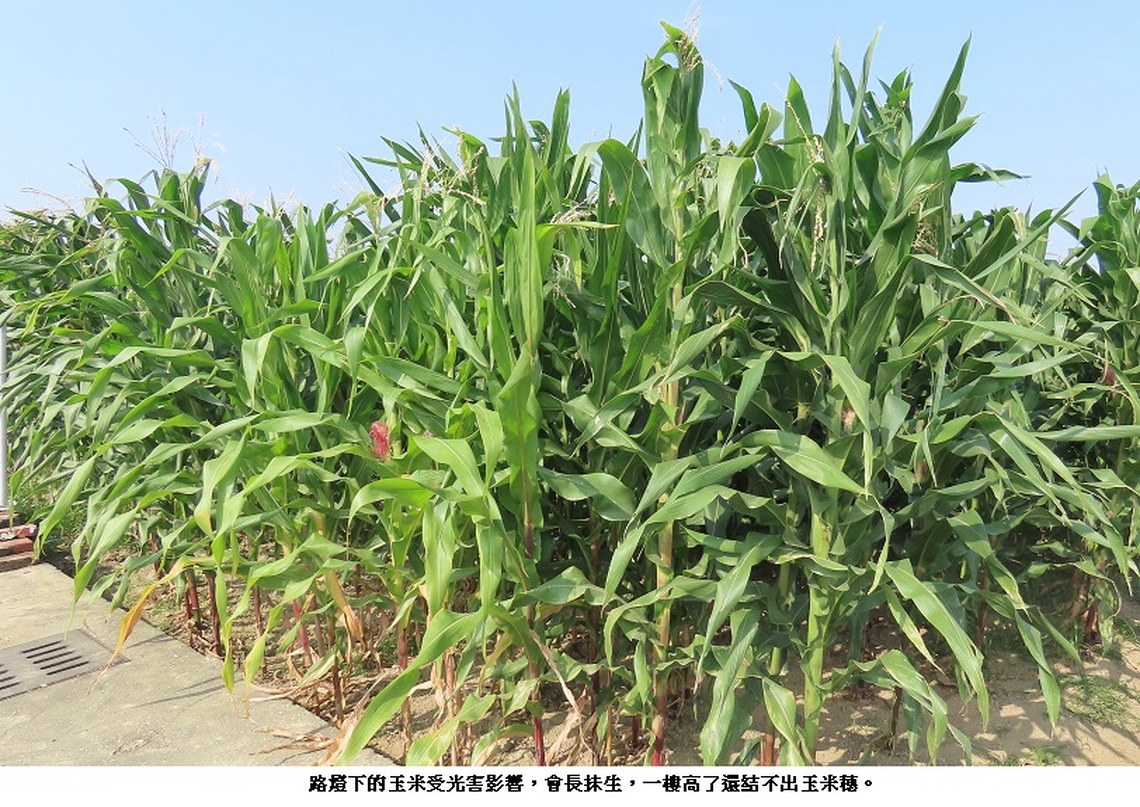 路燈光害惹的禍 玉米農「說不出口的苦」