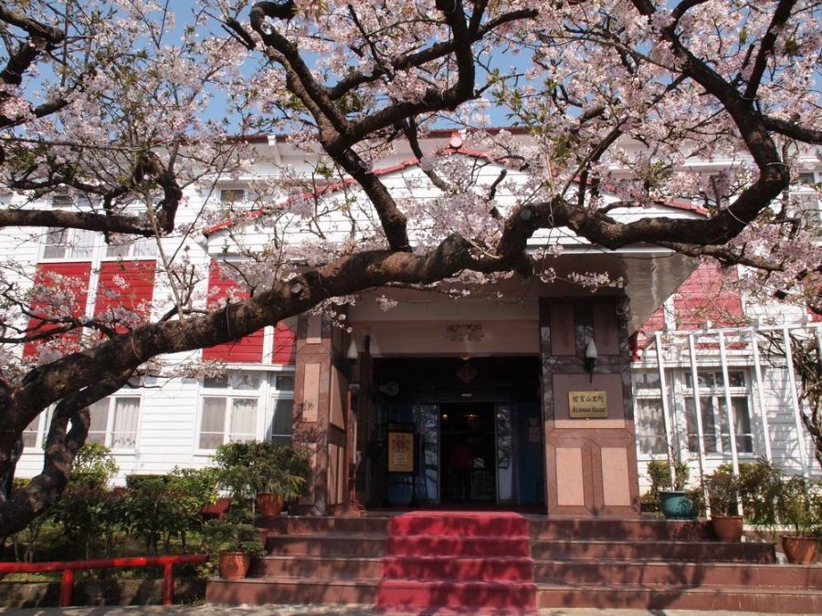 阿里山櫻花聞名國際 阿里山賓館推山豬部落藝術、森藏花海恬靜食光