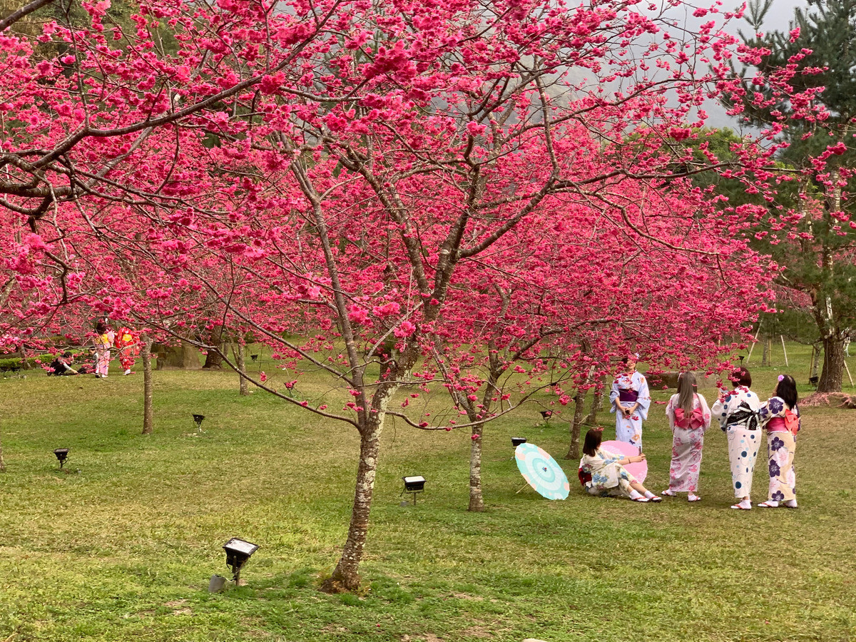 在粉紅花海下感受浪漫。