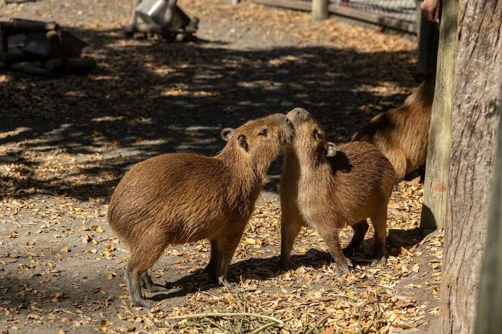 抓住春節尾巴 台南學甲走春!一次滿足自然人文親子遊