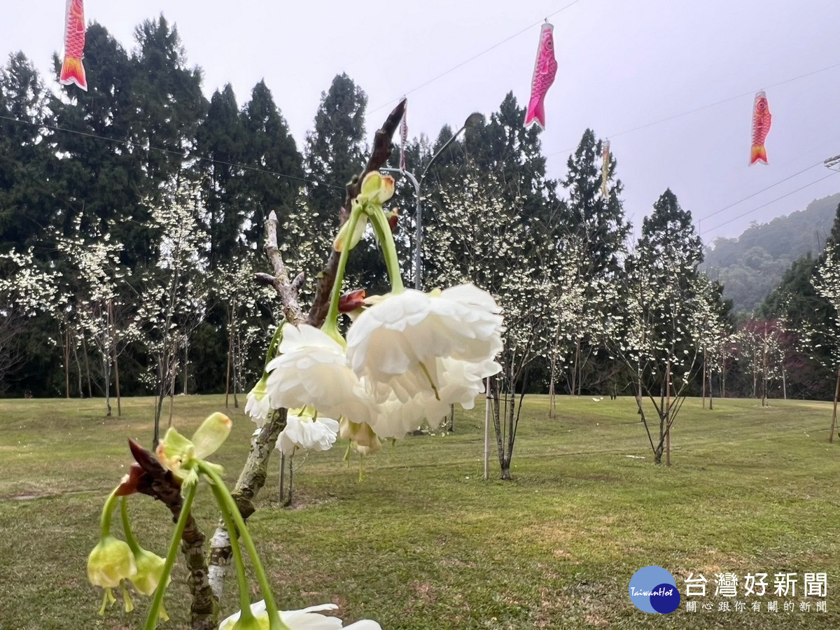 九族獨家培育的雪櫻「白色戀人」,今年花況看似即將要大爆發,因此特別舉辦一系列的活動要來推廣這個明日之星「台灣雪櫻」。