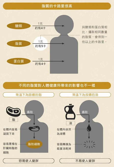 只要攝取脂質就會變胖?