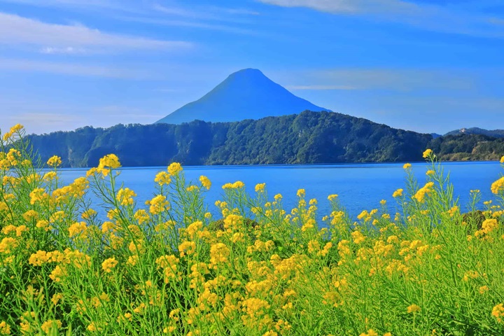 開聞岳、池田湖、油菜花田同框的美景。 圖:指宿市/來源