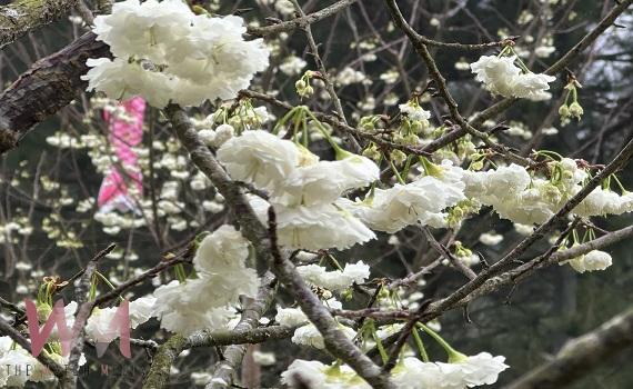 九族櫻花祭25週年盛典開幕!台日歌姬聯手震撼登場系列活動開跑 - https://www.watchmedia01.com