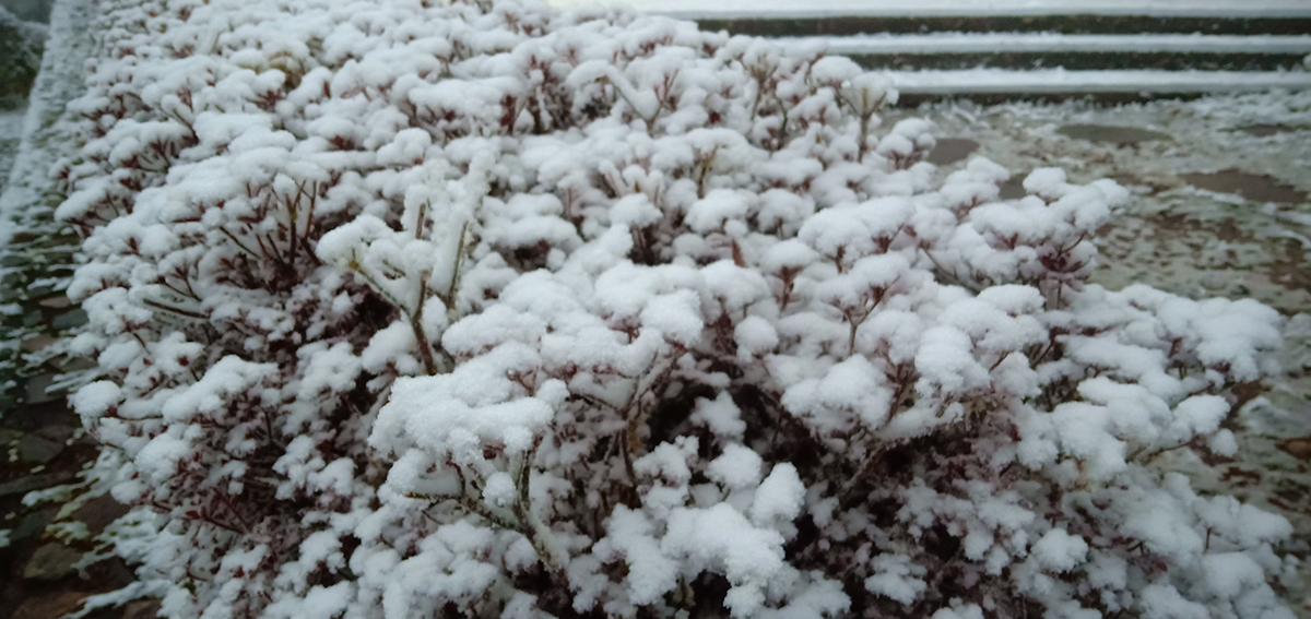 冰霰已停積雪未融 2000人直衝太平山覽雪景 - https://www.watchmedia01.com