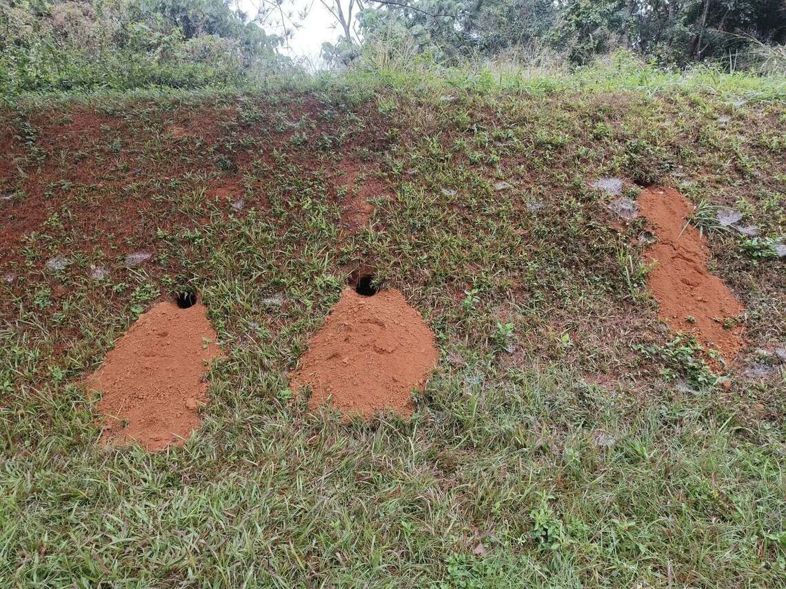 暨南大學內 穿山甲住者有其屋 過馬路提醒駕駛讓路