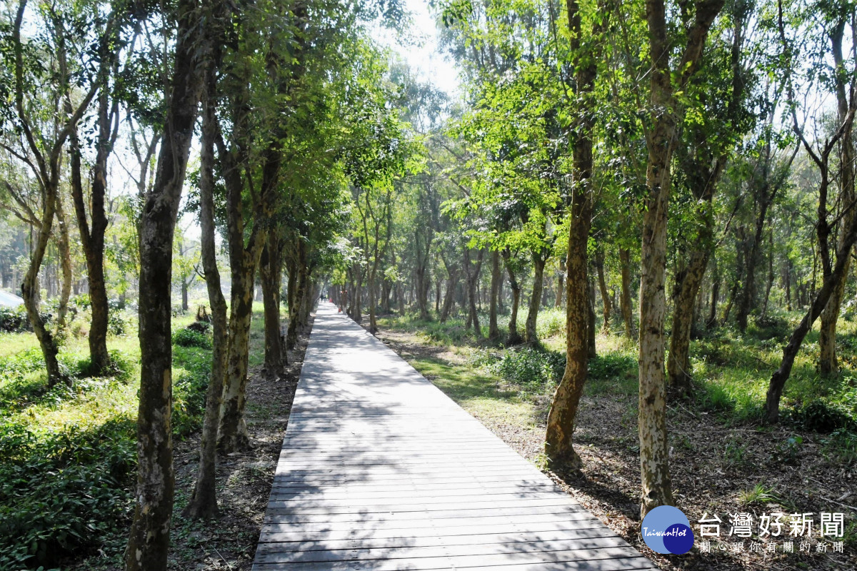 彰縣府斥資千萬改善化溪州公園森林木棧道區「媲美溪頭」。圖/彰化縣政府提供