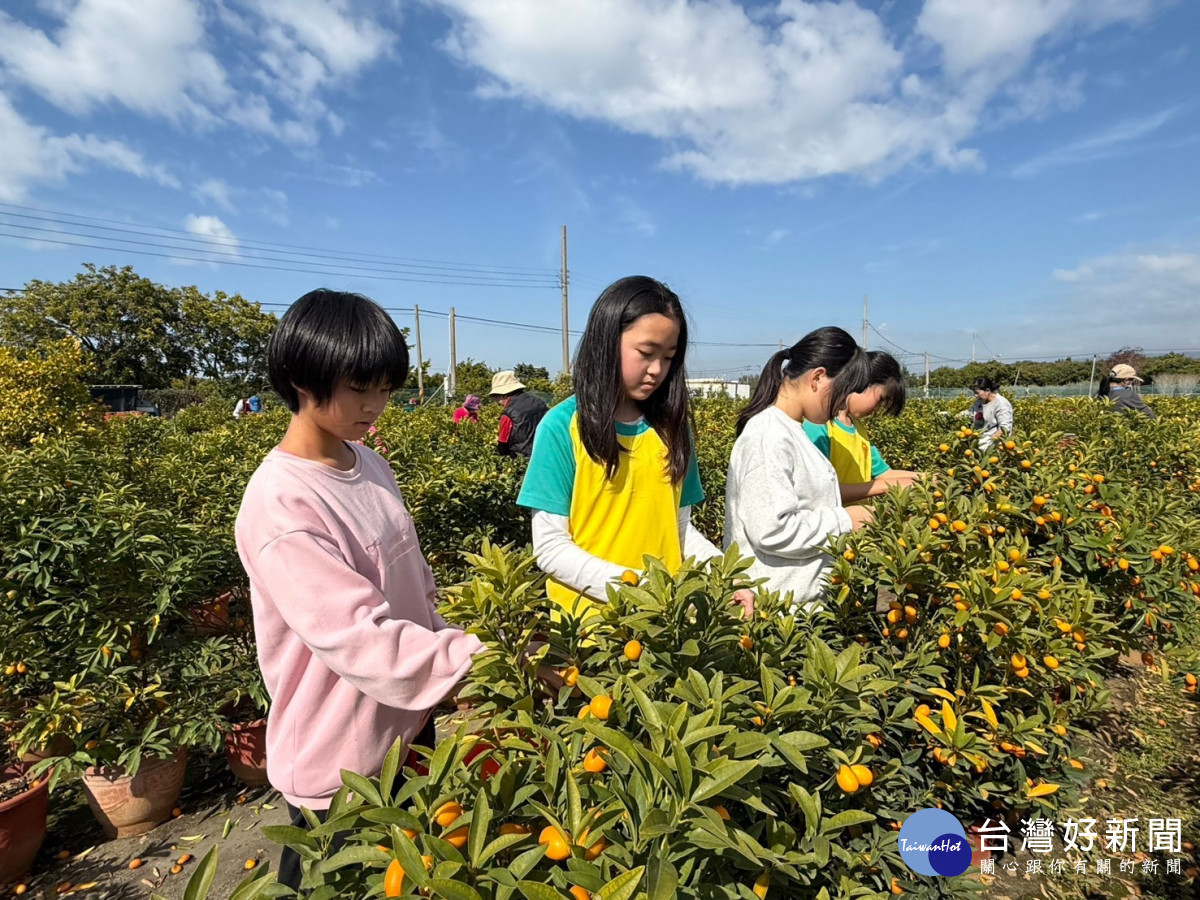 福德國小學生們在體驗中學習到珍惜食物的重要性，並理解如何充分利用金桔，避免食物浪費及農業廢棄物。圖／福德國小提供