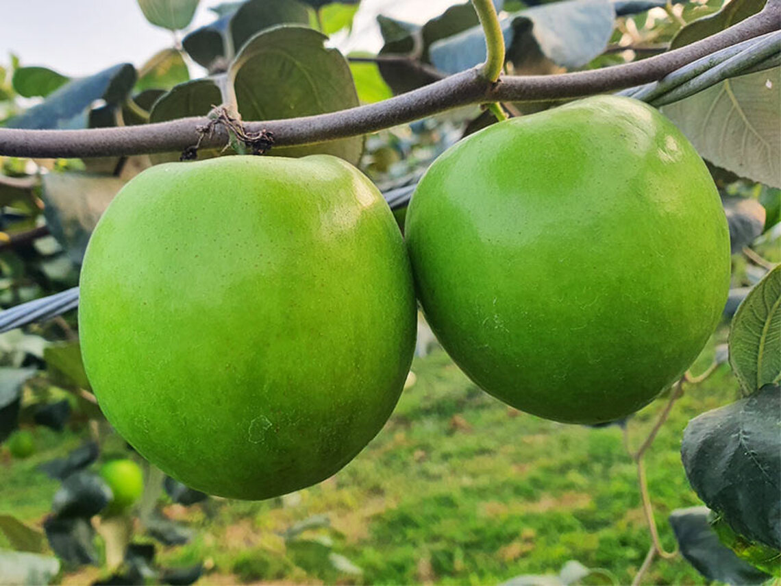 三颱風肆虐 棗子歉收量少價格上揚