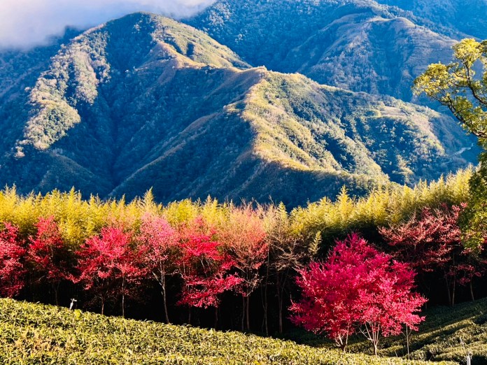拉拉山新春櫻花茶會浪漫登場 音樂與茶香共譜春日饗宴 61 S 213319847 0
