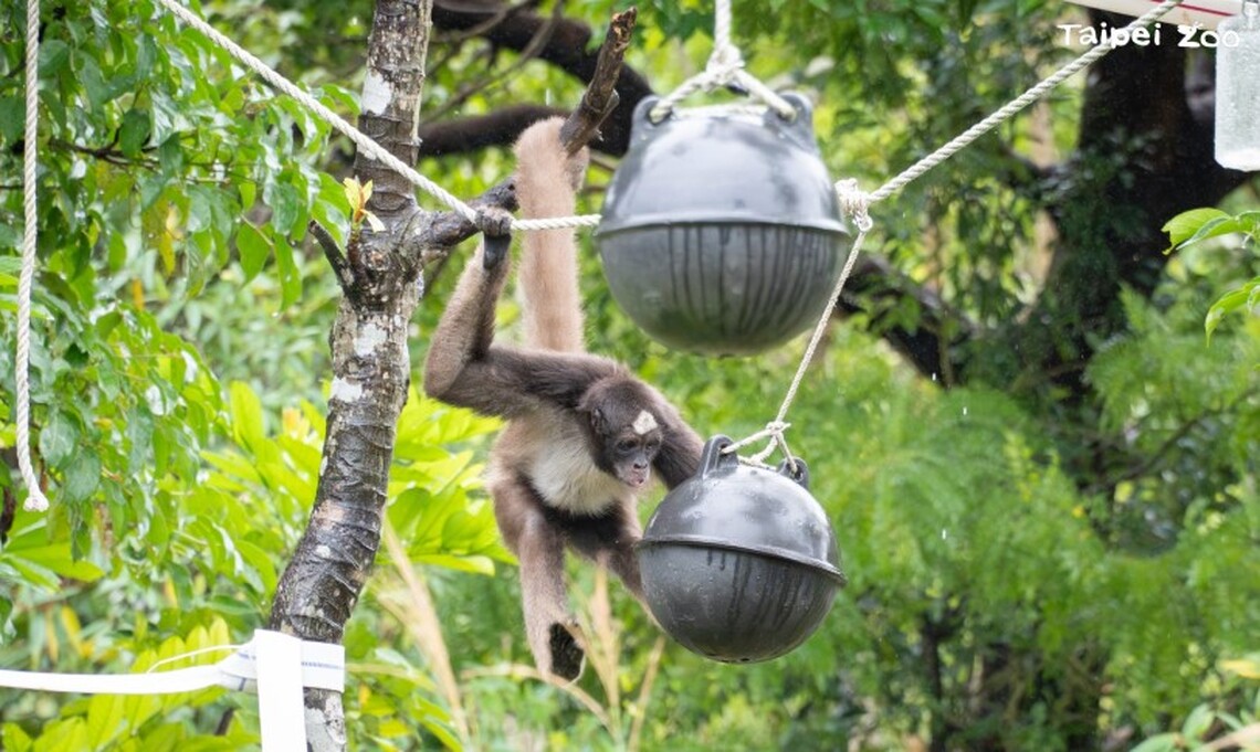 另類塑膠湯圓？海廢浮球變玩具！臺北市立動物園與海保署攜手提升動物福祉