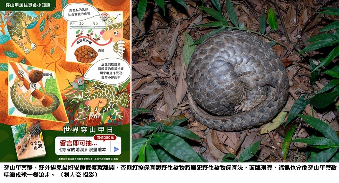 響應世界穿山甲日 高市贈百本穿山甲繪本 攜學界社區共創生態多樣性