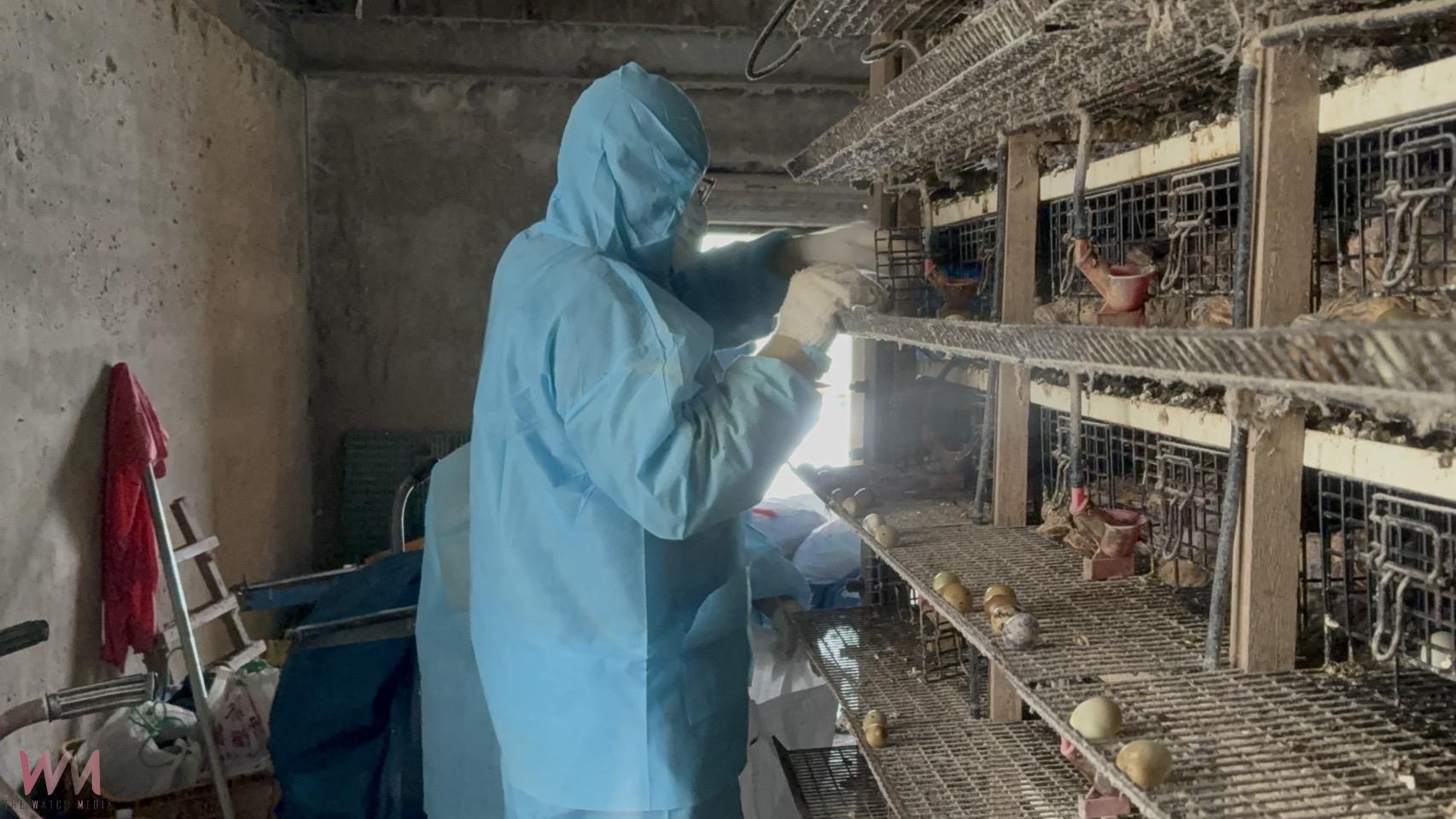 (有影片)/彰化二林鵪鶉場確診高病原H5N1禽流感 6萬4千隻撲殺 - https://www.watchmedia01.com