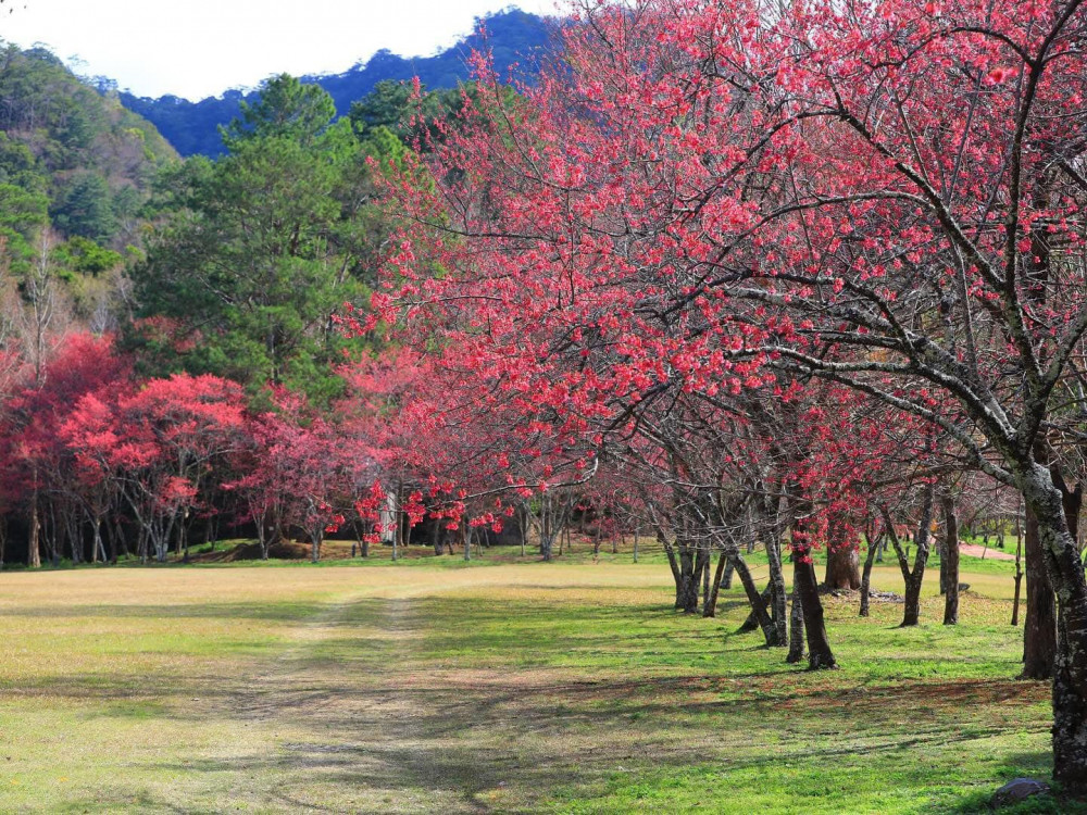 10元入園賞櫻、賞音 奧萬大春櫻傳情音樂會 10元入園賞櫻、賞音 奧萬大春櫻傳情音樂會