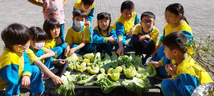 傳承本土文化!龍岡國小學子親手作鹹菜 學習客家智慧 64 124252 0