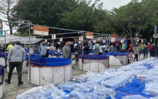 桃園錦鯉博覽品評會登場 開放民眾共賞「活藝術」 77 438780 0