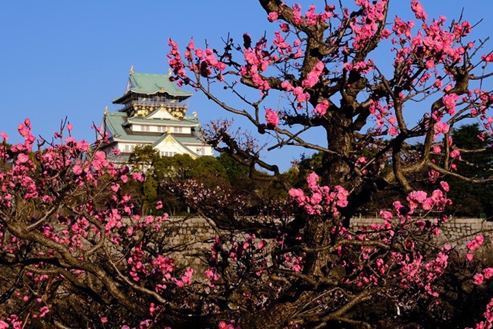 大阪城公園的梅林是關西地區數一數二的賞梅景點。 圖:大阪城公園/來源