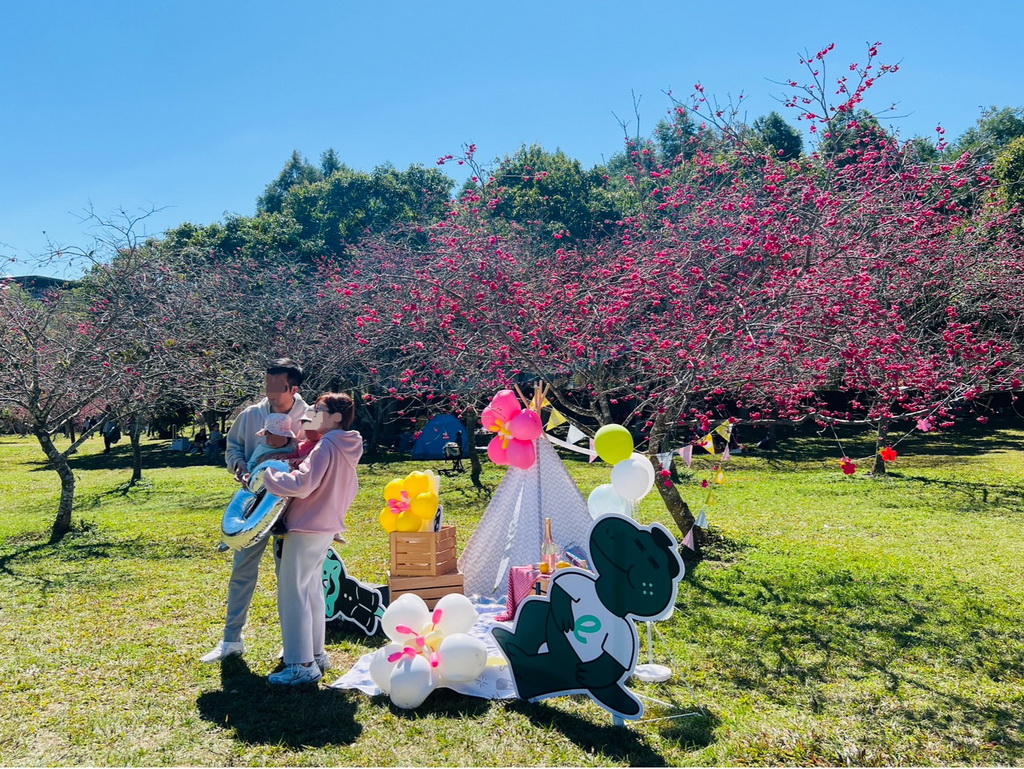 暨大櫻花季美麗的櫻花景致吸引許多遊客前來拍照打卡。▲（記者蘇彩娥攝）