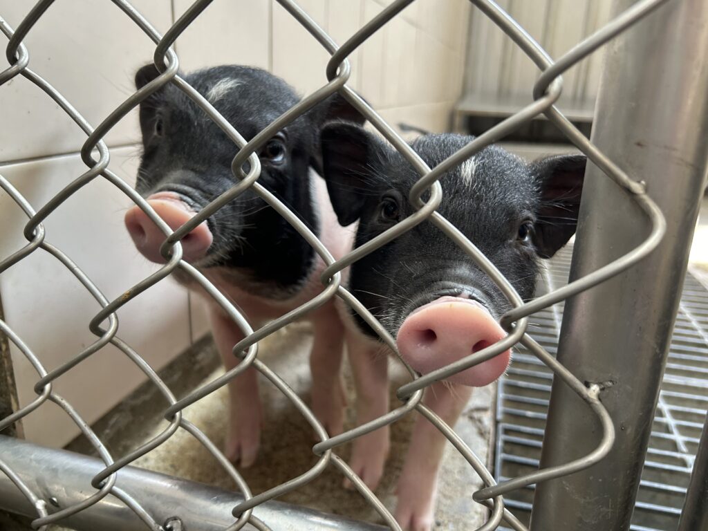 新北動保籲飼養麝香豬前三思　終養不棄養
