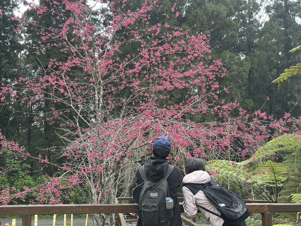 遊客入園逢櫻花綻放