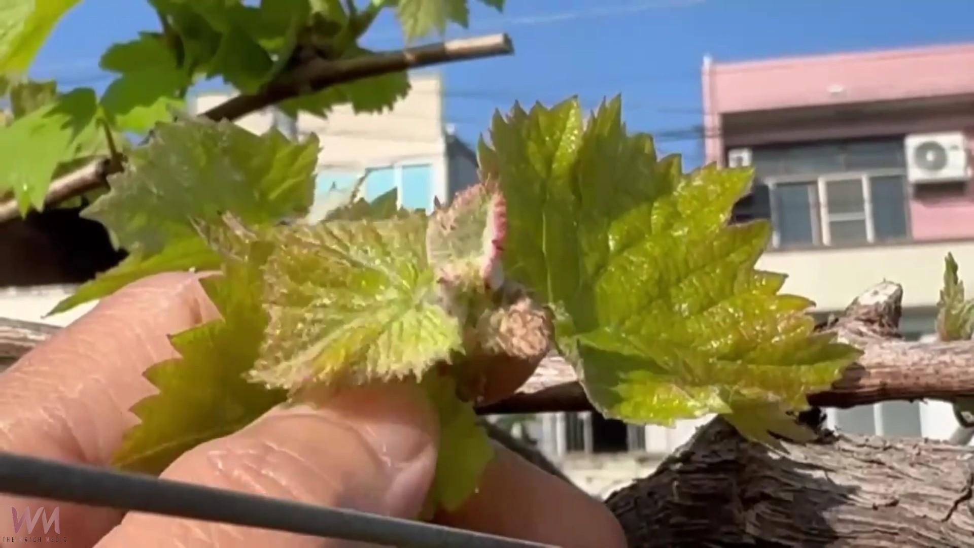 (有影片)/寒流來襲衝擊葡萄花期 花穗凍傷成「石頭花」果農搶救減損 - https://www.watchmedia01.com