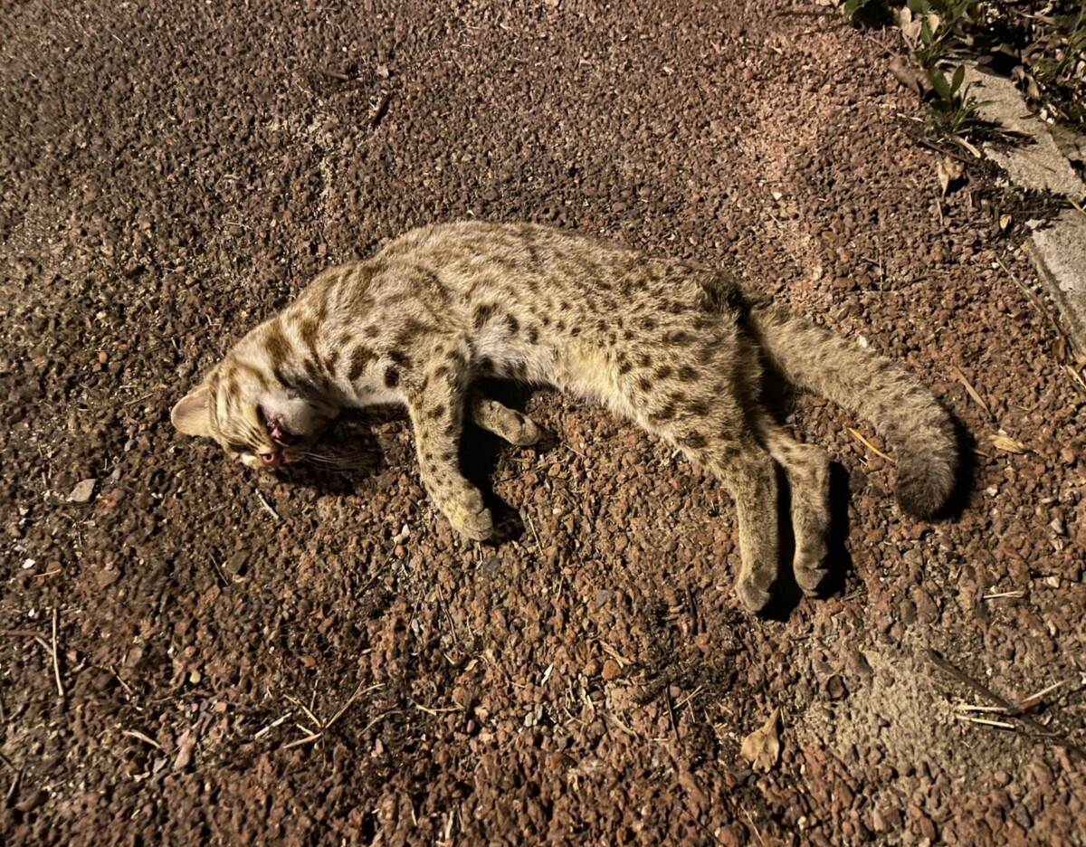 C7591403db390e558adf84518b1901fc