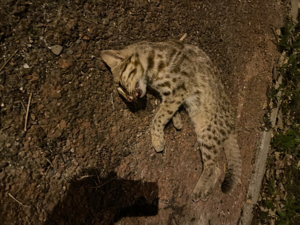 Fe4c4bd1cfb8ed191bd1998d3a6e6129