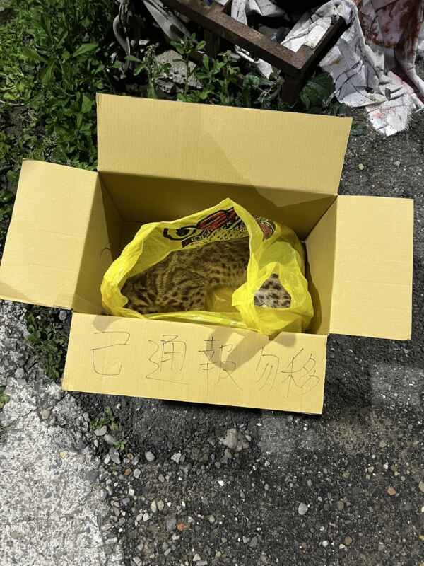 ▲花壇鄉代翁啟祐為防止石虎遺體遭二次輾壓，他立即找來紙箱將其裝妥，並通報相關單位，也呼籲用路人行經東外環道路時務必放慢車速，降低石虎遭路殺的風險。