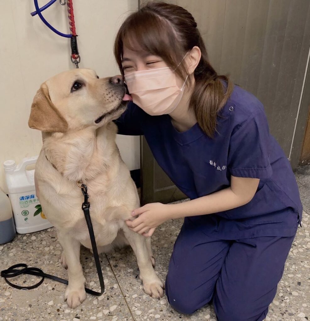 《圖說》新北市動保處獸醫師為警犬健康檢查,親密互動。〈動保處提供〉