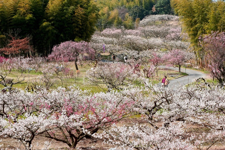 京都近郊的「青谷梅林」是京都境內最大的梅林。今年梅花祭將於02/22~03/09展開。 圖:青谷梅林/來源