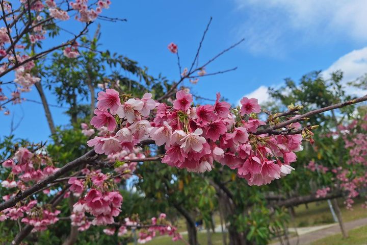大安區/大安森林公園-河津櫻。 圖:臺北市政府工務局/提供