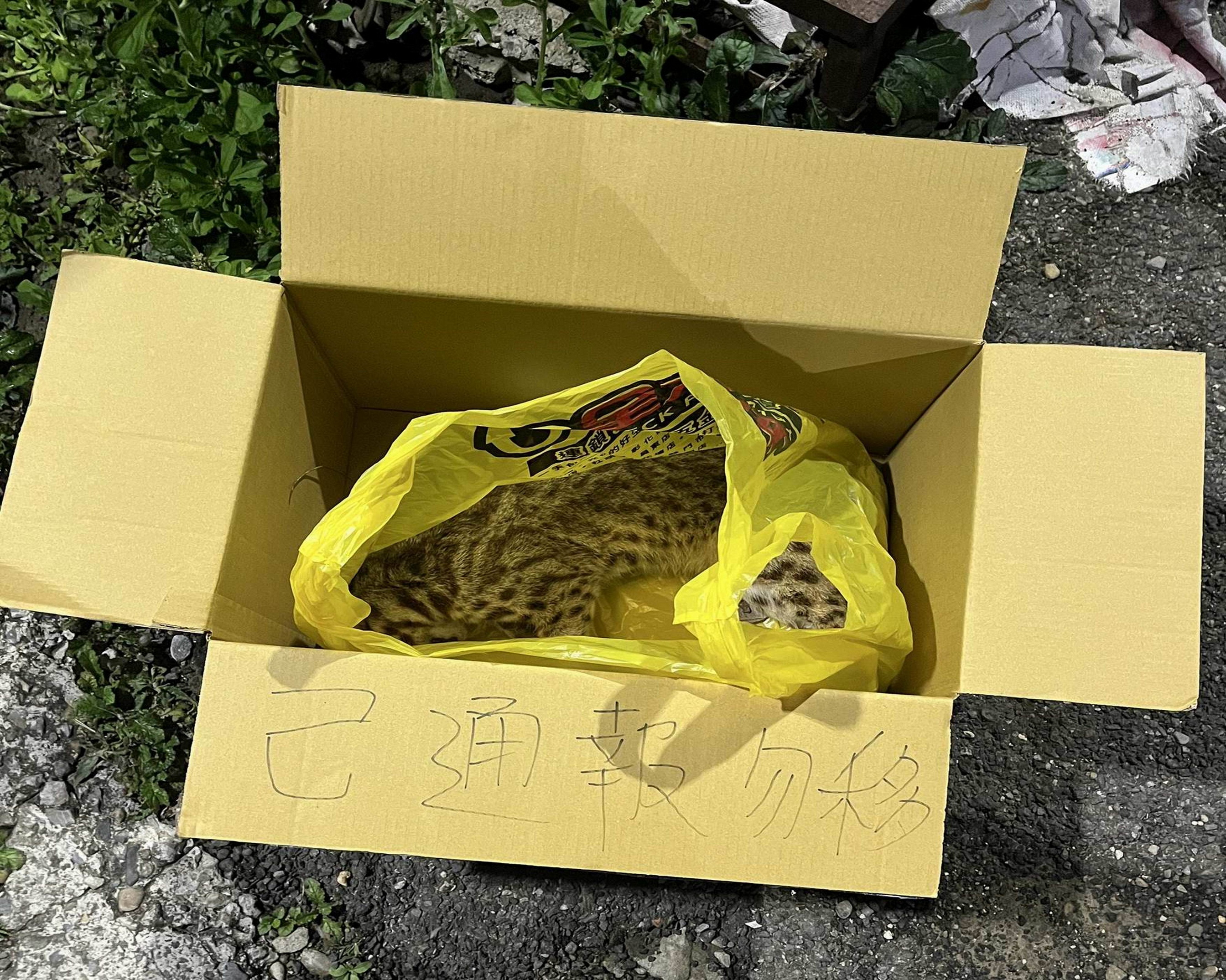 彰化疑再現石虎路殺事件　呼籲用路人放慢車速保護珍稀物種 - https://www.watchmedia01.com