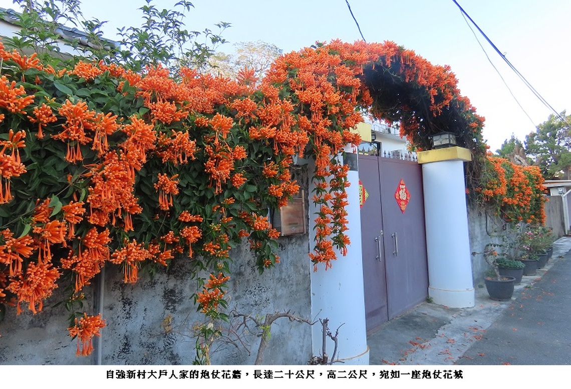 高雄市最美的炮仗花牆在自強新村
