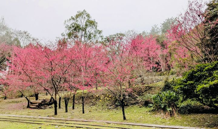 八仙山櫻花迎春盛放 賞櫻森呼吸之旅正美好