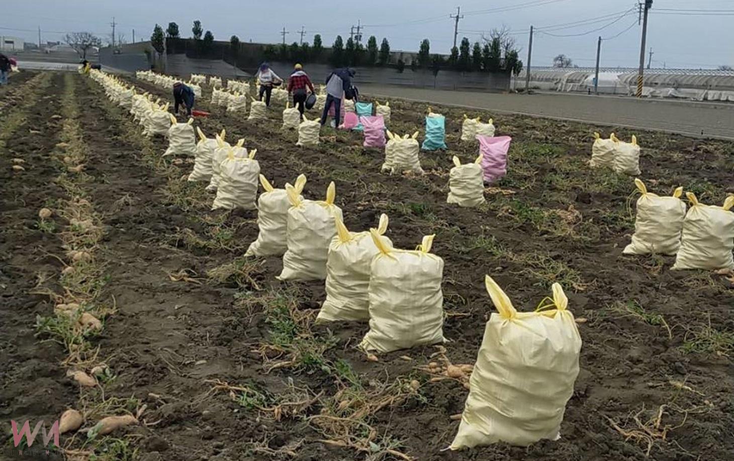 (有影片)/2025水林番薯文化節3月1日登場 4千斤地瓜提供焢窯體驗兒時回憶 - https://www.watchmedia01.com