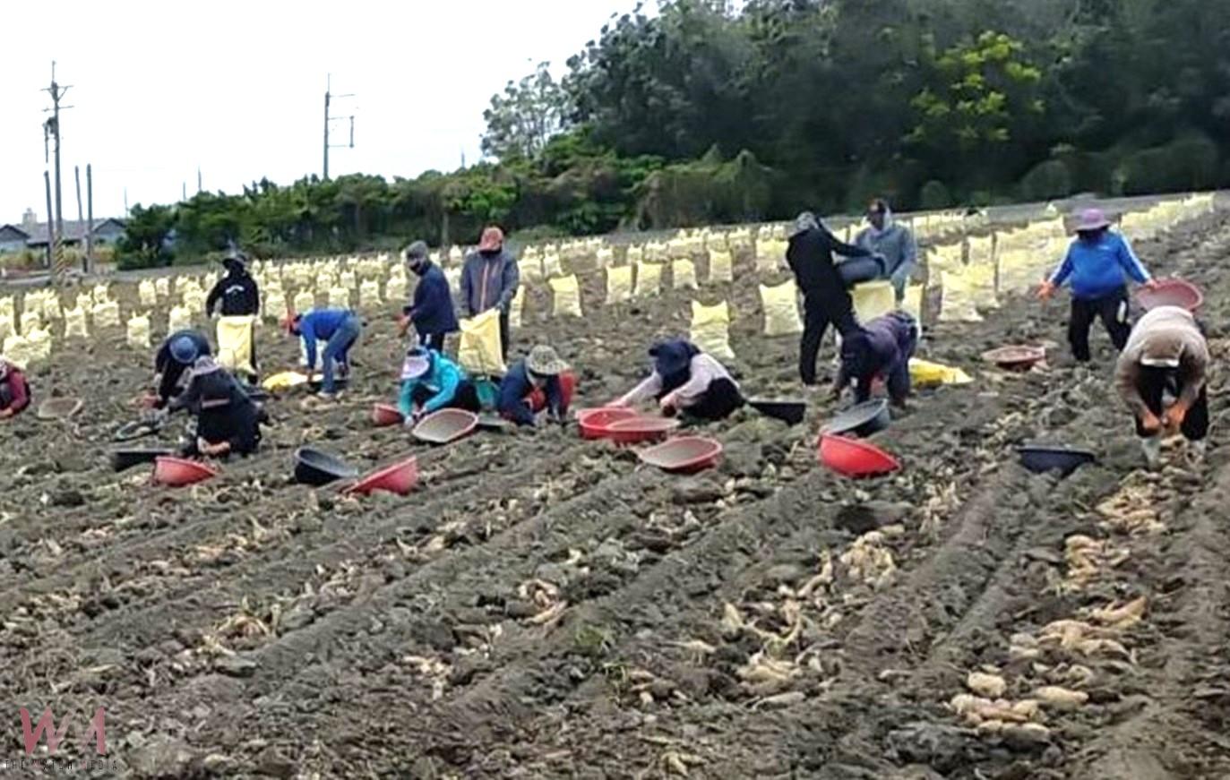 (有影片)/2025水林番薯文化節3月1日登場 4千斤地瓜提供焢窯體驗兒時回憶 - https://www.watchmedia01.com