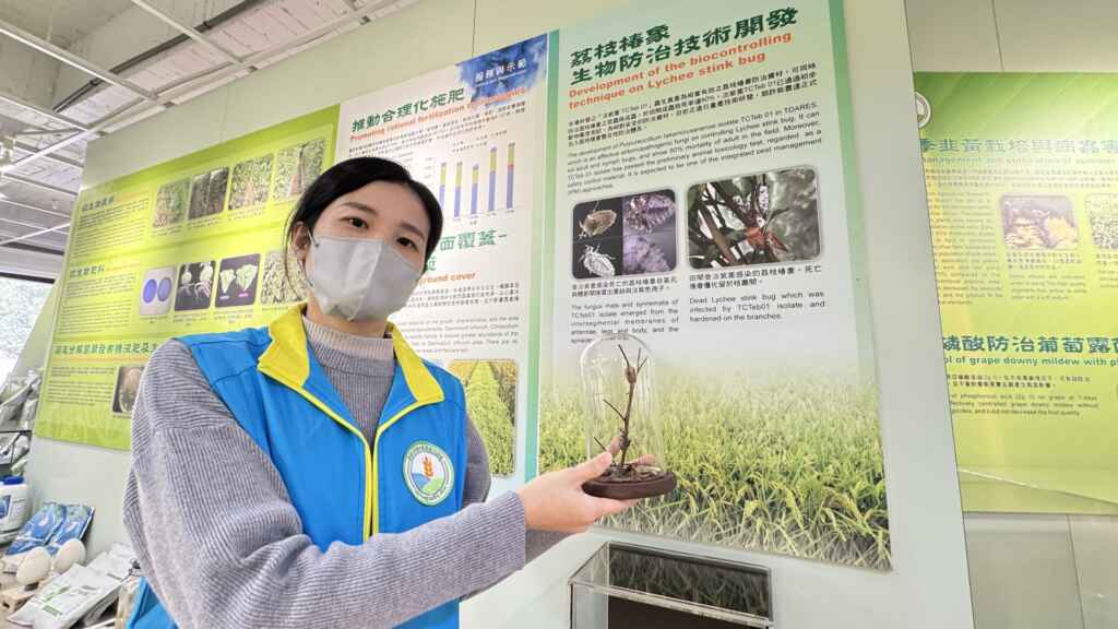 ▲臺中農改場助理研究員羅佩昕說明荔枝椿象生物防治「新型蟲生真菌」的防治效果。（記者林明佑攝）