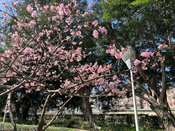 櫻花季報到!桃園環保局曝「這些地方」空氣清新又能賞櫻 59 S 37036067 0 scaled