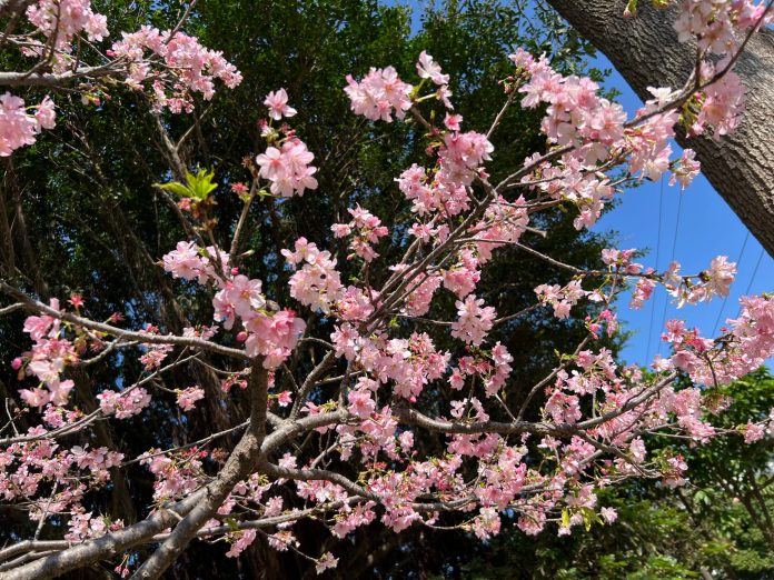 櫻花季報到!桃園環保局曝「這些地方」空氣清新又能賞櫻 60 S 37036068 0 scaled