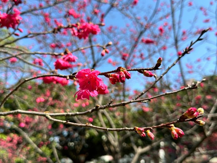 櫻花季報到!桃園環保局曝「這些地方」空氣清新又能賞櫻 61 S 37036065 0 scaled