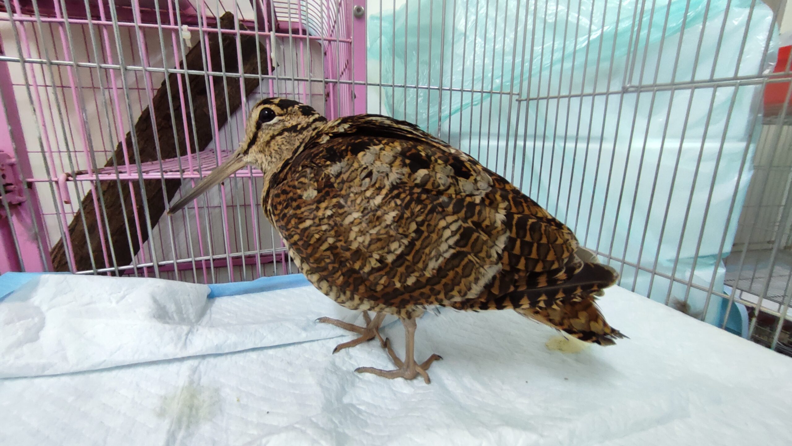 罕見鳥界魔性抖肩舞王「山鷸」 來台渡冬落難 新北動保處火速救援