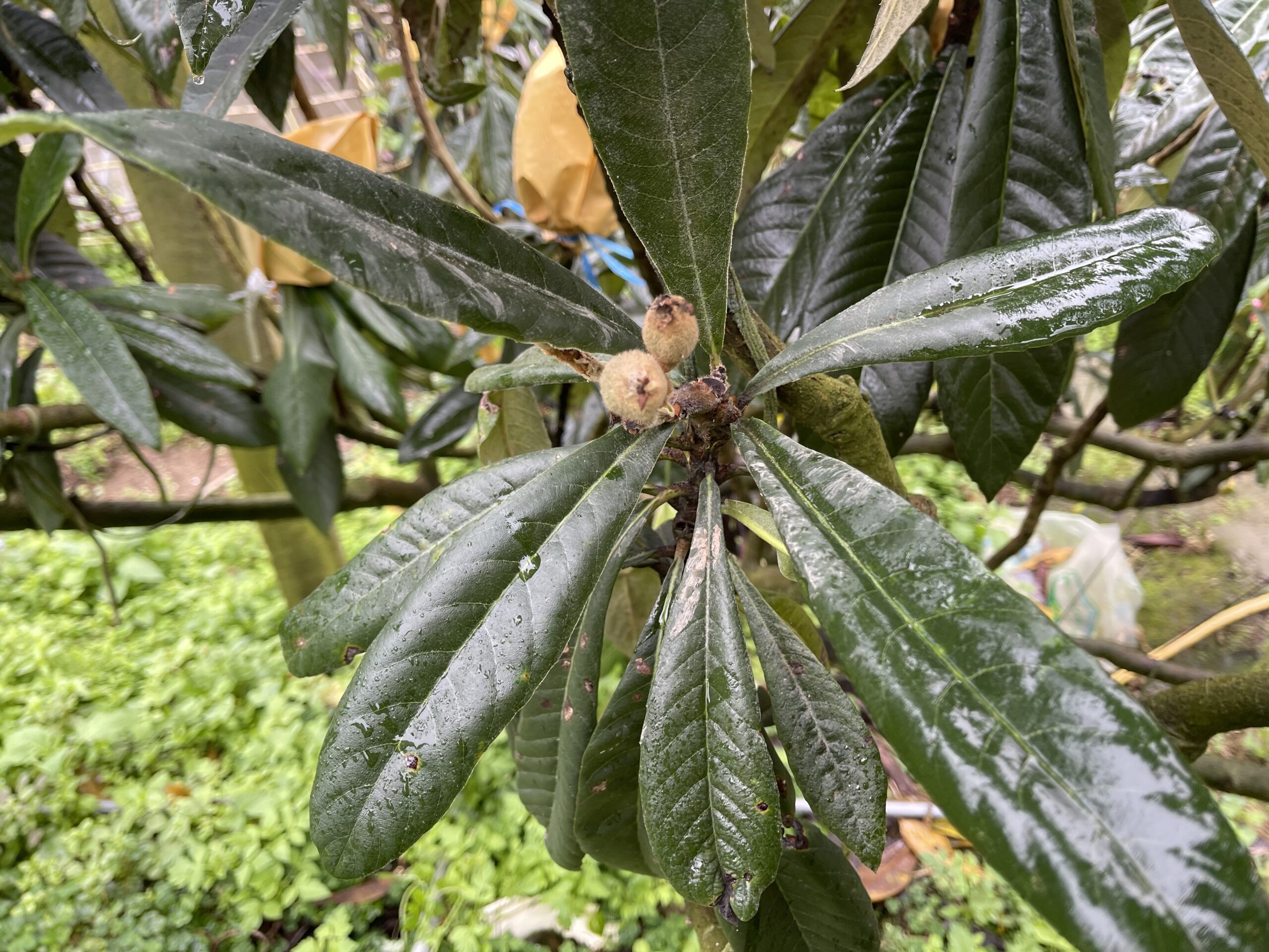 中市枇杷113年康芮颱風遲發性災損　3/6前受理申請現金救助