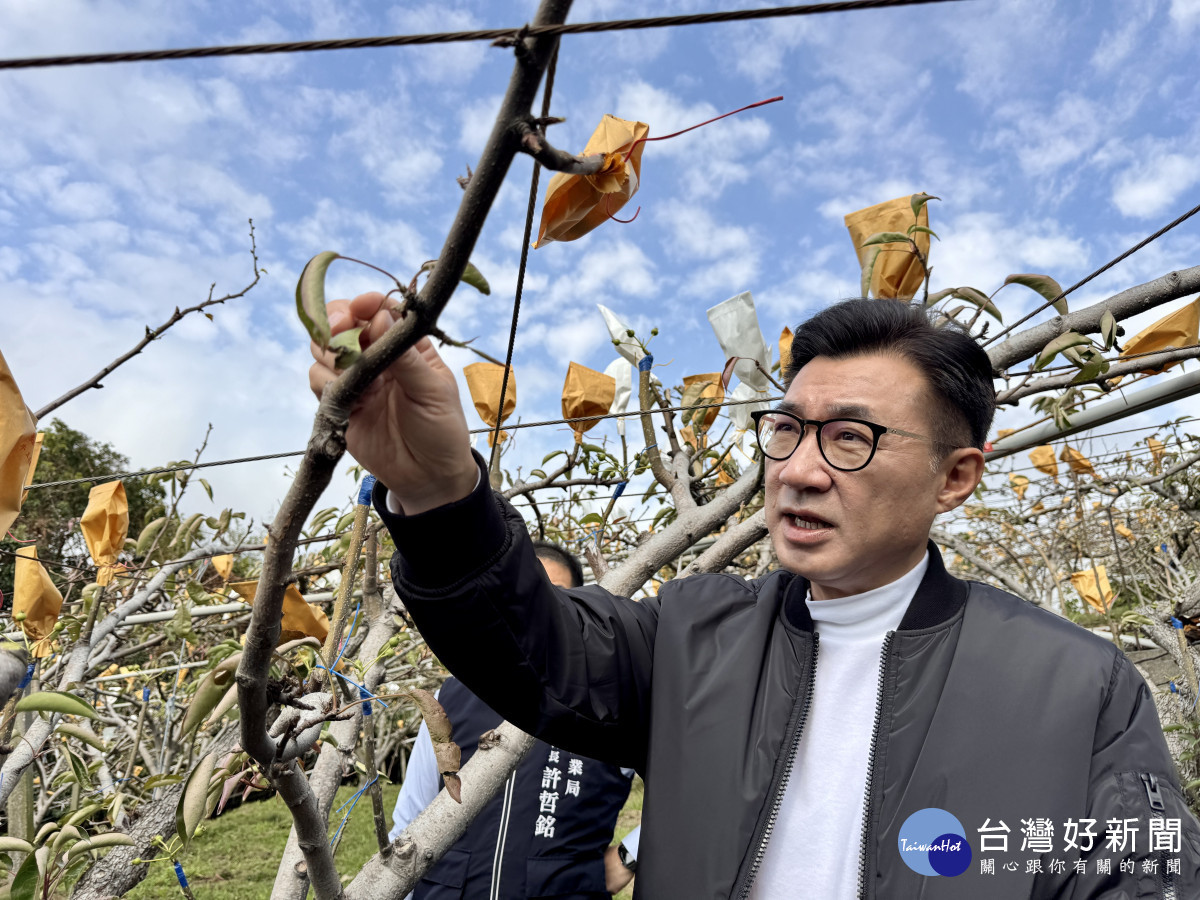 立法院副院長江啟臣現勘東勢高接梨農損情形。