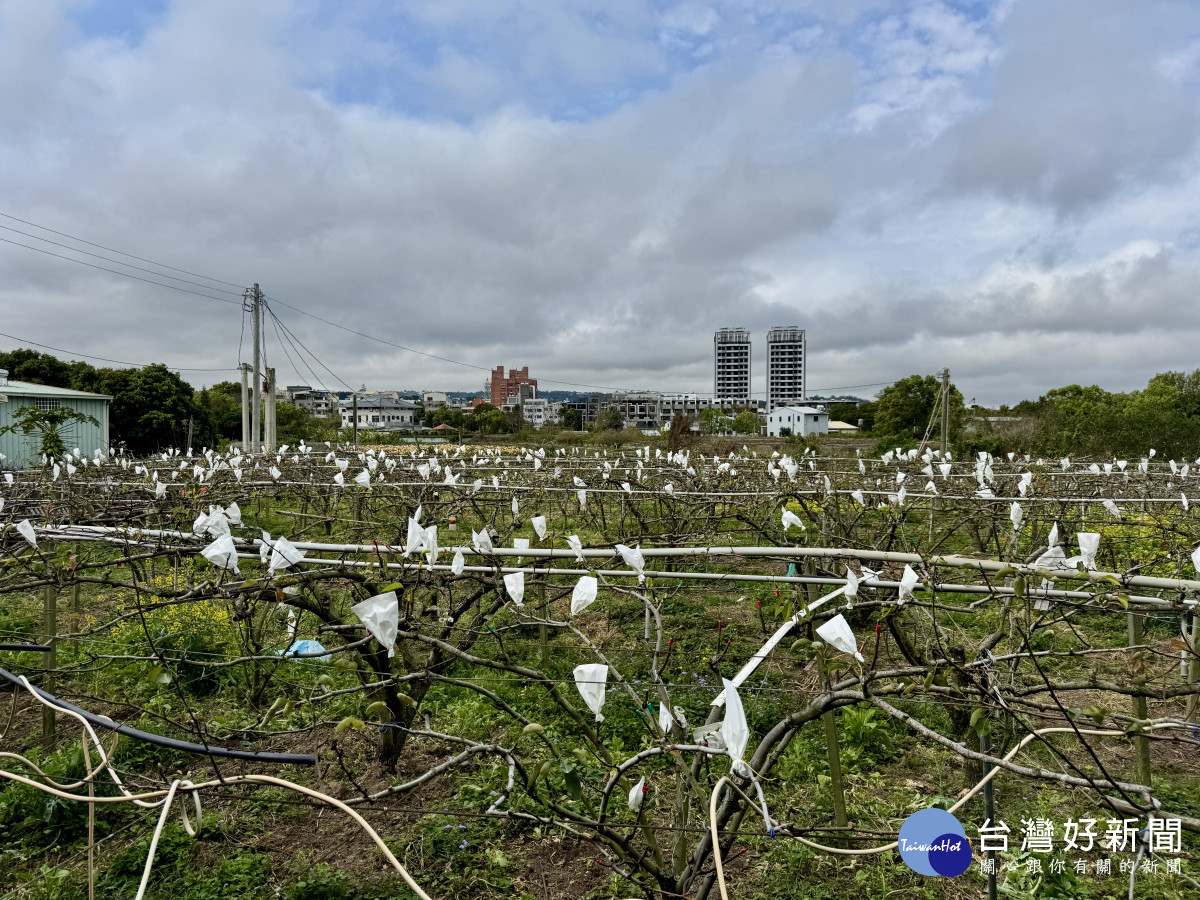 低溫導致梨穗嫁接不良,災損初估超過3成。