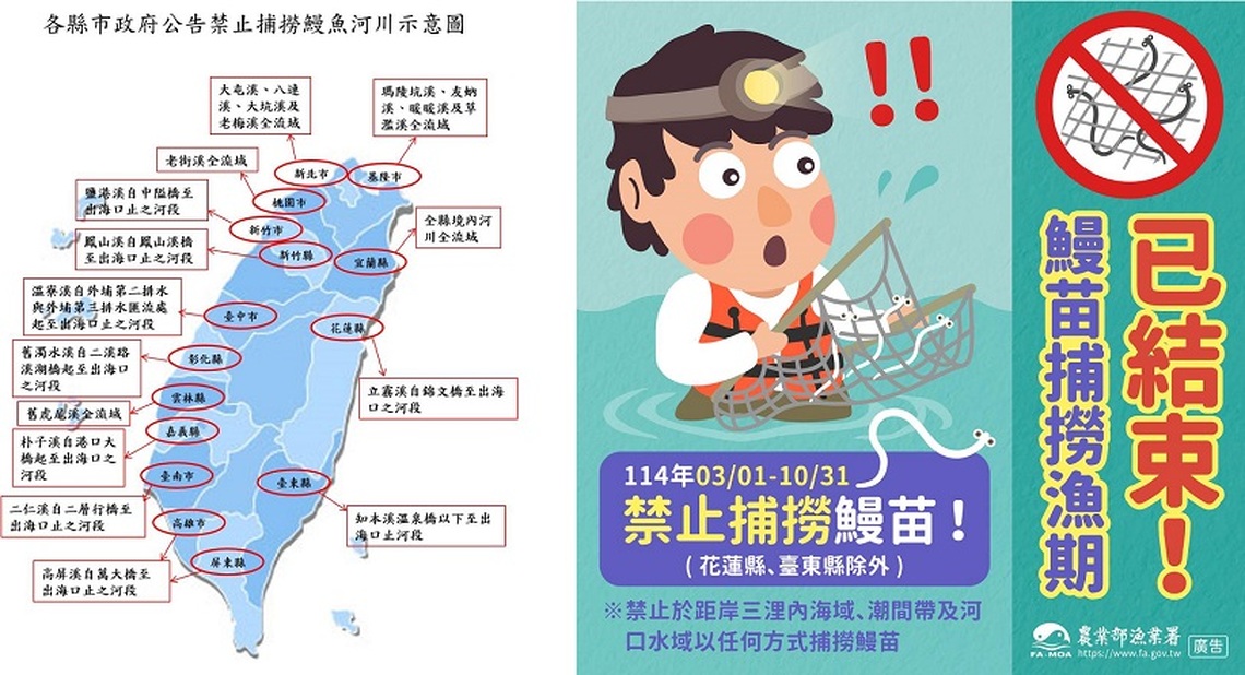 為鰻魚產業永續 3/1開始禁捕鰻苗