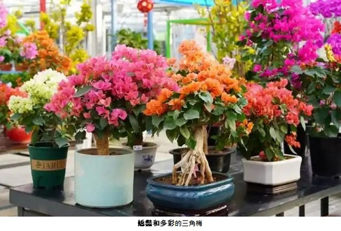 北郎中村培育三角梅 成北京花市熱銷品種