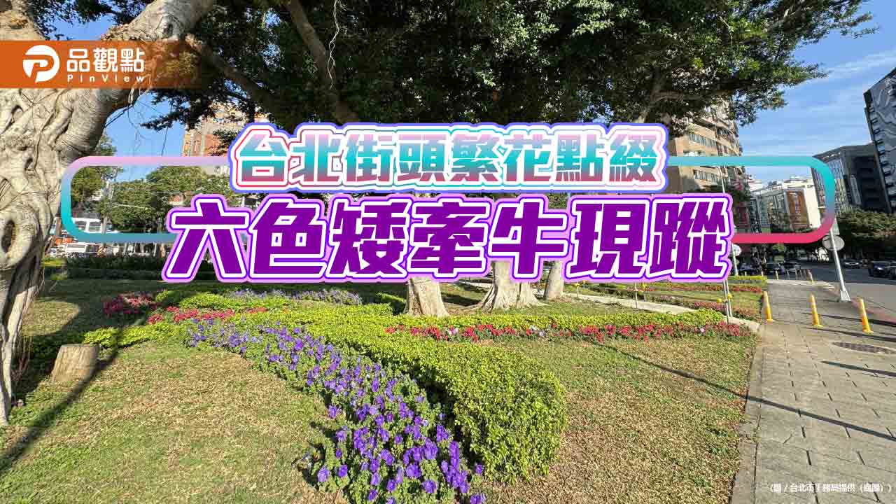 台北街頭繁花點綴 六色矮牽牛現蹤